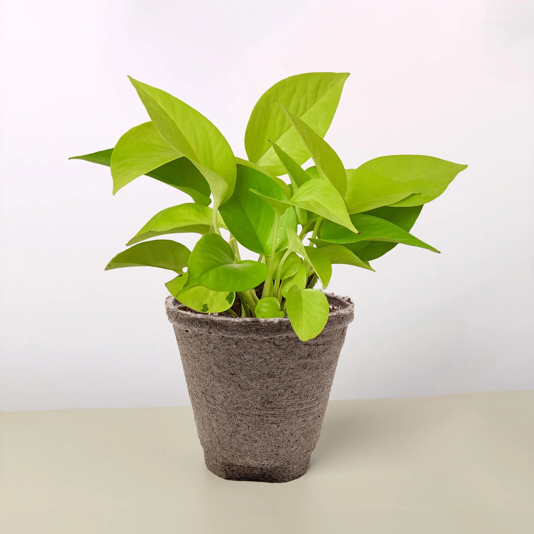 Neon Pothos Vibrant Hanging Plant | 3"-8" Pots | KimThai Garden
