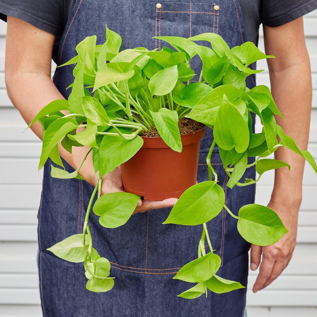 Neon Pothos Vibrant Hanging Plant | 3"-8" Pots | KimThai Garden