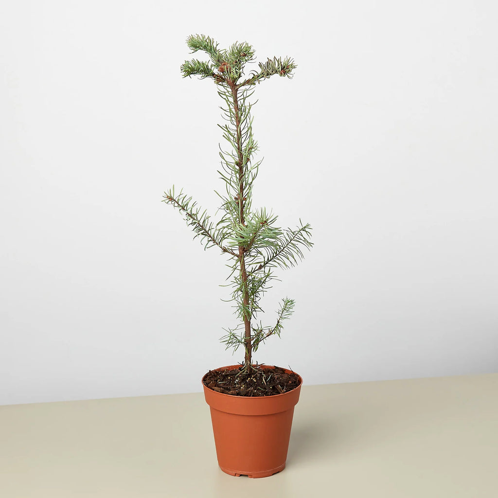 KimThai Garden Noble Fir Christmas Tree in Pot