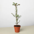 KimThai Garden Noble Fir Christmas Tree in Pot