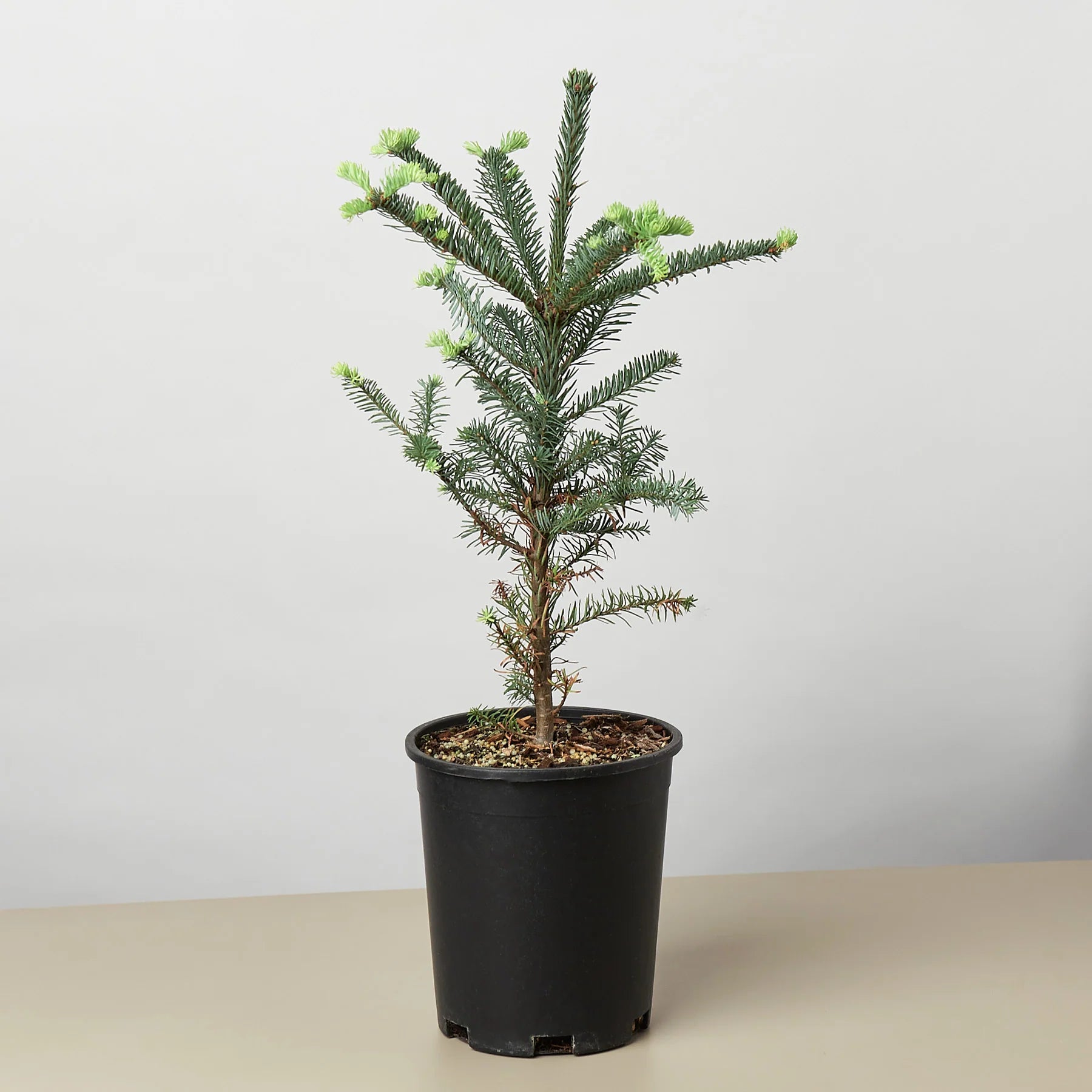 Noble Fir Christmas Tree Live Potted Evergreen | 4" & 6" Pots | KimThai Garden