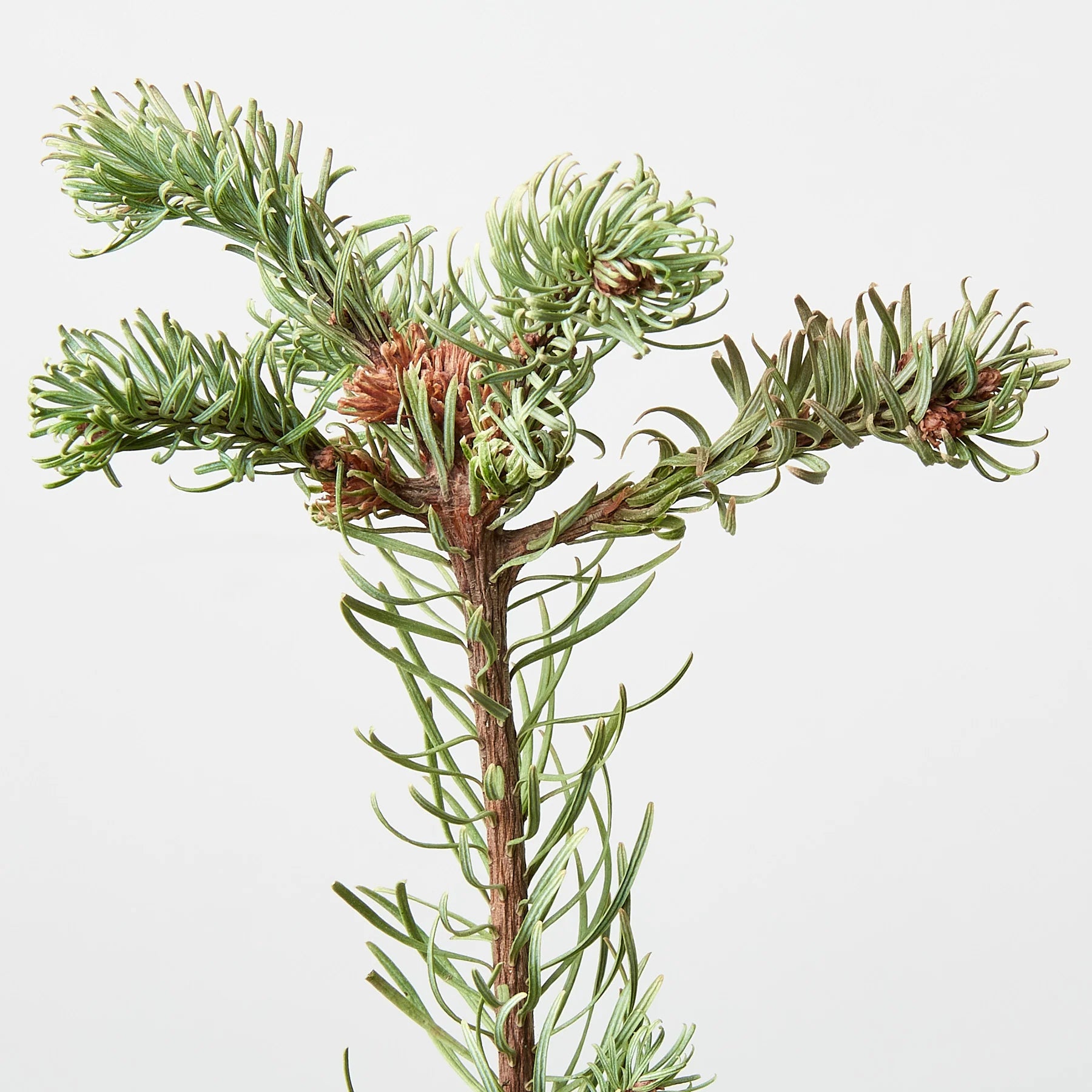 Noble Fir Christmas Tree Live Potted Evergreen | 4" & 6" Pots | KimThai Garden