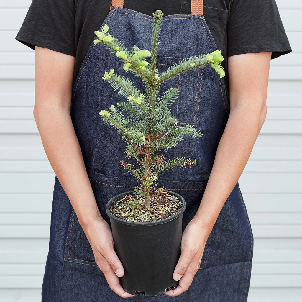 Noble Fir Christmas Tree Live Potted Evergreen | 4" & 6" Pots | KimThai Garden