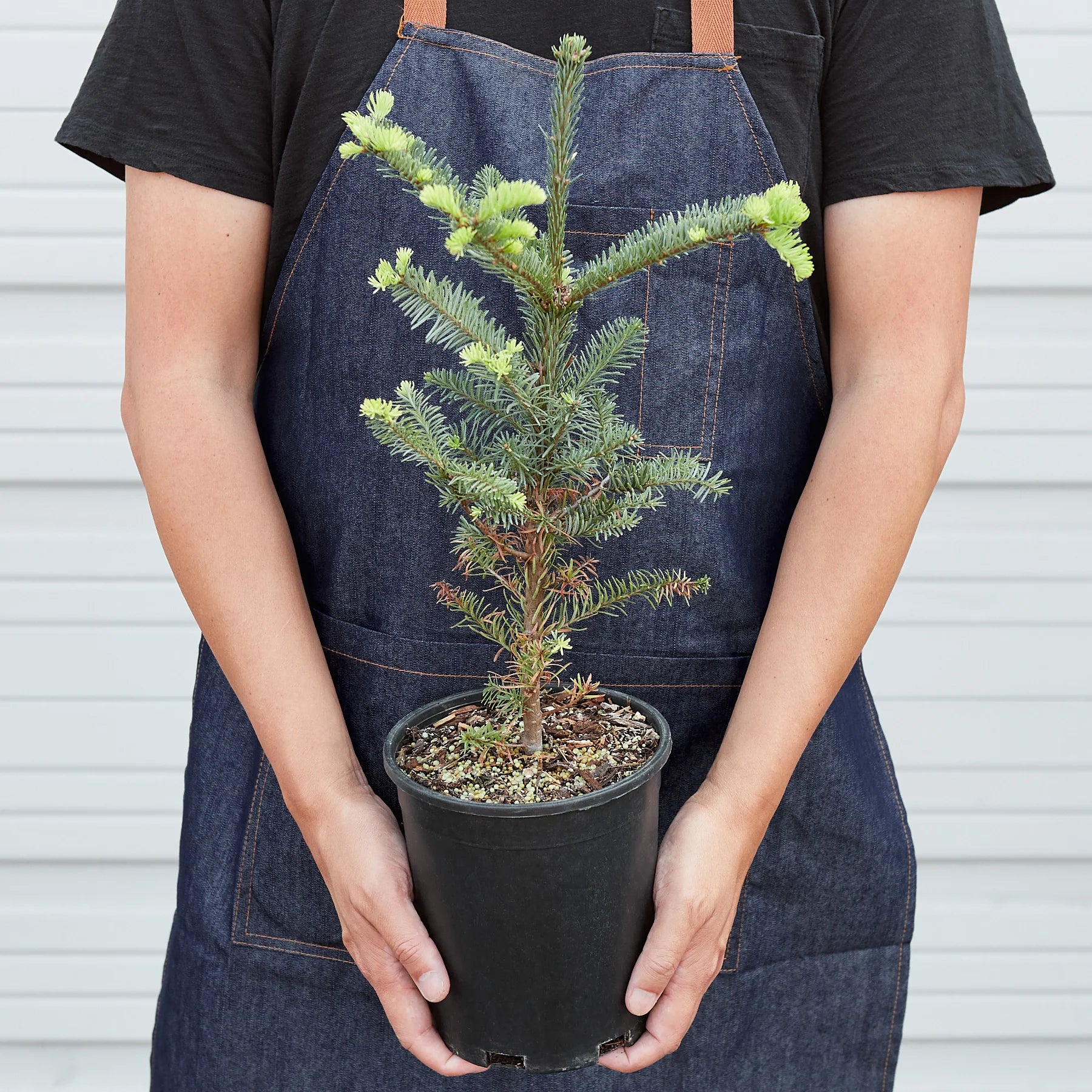 Noble Fir Christmas Tree Live Potted Evergreen | 4" & 6" Pots | KimThai Garden
