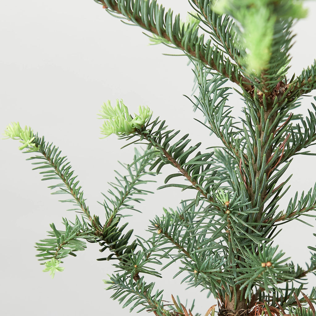 Noble Fir Christmas Tree Live Potted Evergreen | 4" & 6" Pots | KimThai Garden