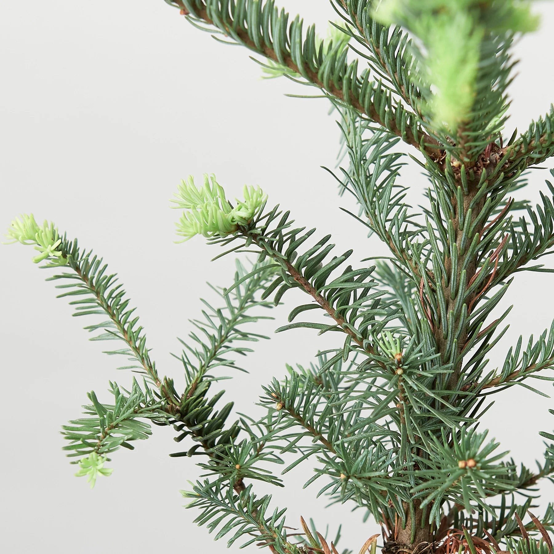 Noble Fir Christmas Tree Live Potted Evergreen | 4" & 6" Pots | KimThai Garden