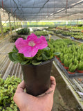 KimThai Garden Petunia – vibrant flowering plant in a hanging basket